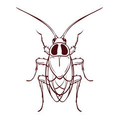 Red house cockroach, macro of an insect. Pest