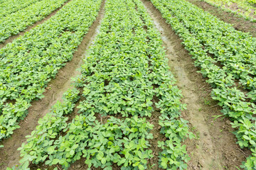 Fototapeta na wymiar rows of planted vegetable in a village