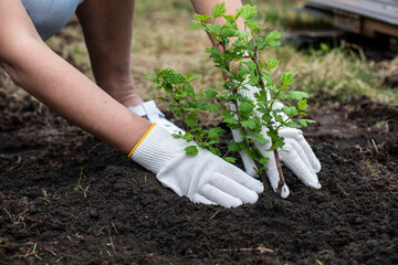 A girl in white gloves is planting a gooseberry bush in the garden.