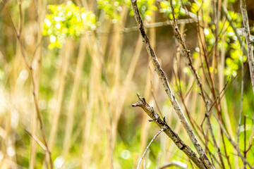 Red Robin, red breast bird visiting a garden in Ireland