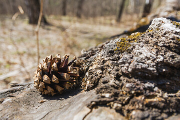 A pine cone lies on a stump in the forest. Pine cone lies on a wooden surface
