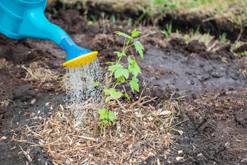 A young blackcurrant bush is watered from a watering can.