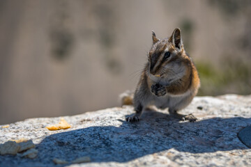 A Least Chipmunk in Yellowstone NP, Montana