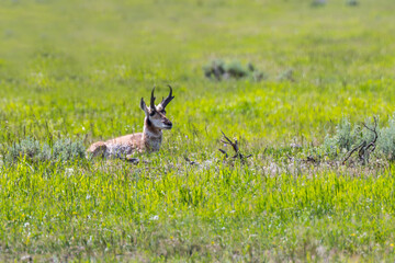 Pronghorn in the field of Yellowstone NP, Montana