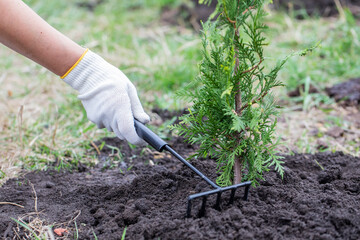 The girl loosens the ground near the planted thuja plant.