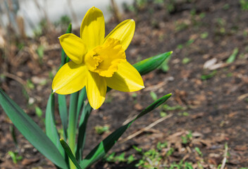 Fototapeta na wymiar A blossoming yellow daffodil flower grows in the garden