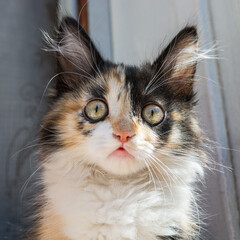 Fototapeta premium The head of a young tricolor cat. Fluffy white and red, black kitten. Tricolor kitty muzzle