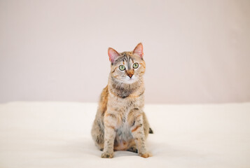 The cat sits on the bed against the background of a white wall and looks curiously at the camera. - 434073610