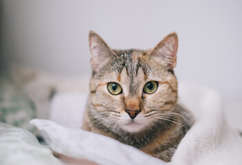 Close-up of a cat's face. The pet lies on the bed and looks seriously at the camera.