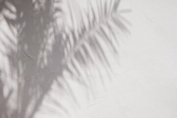 Shadows of tropic palm leaves on the white wall.