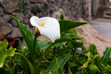 Zantedeschia aethiopica - Calla lily or arum lily, ornamental plant in a garden