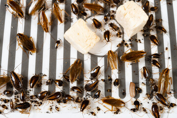 angle view traps with lots of cockroaches struggling close up