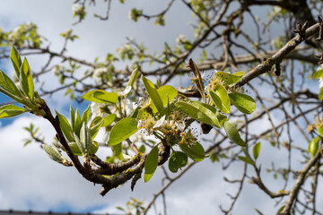 Flowering of pear tree, close up