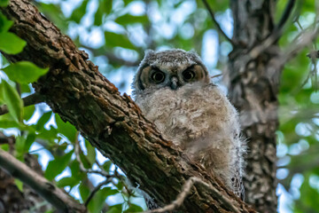 Western Screech Owl near Mount Pleasant City, Utah