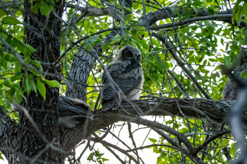Western Screech Owl near Mount Pleasant City, Utah