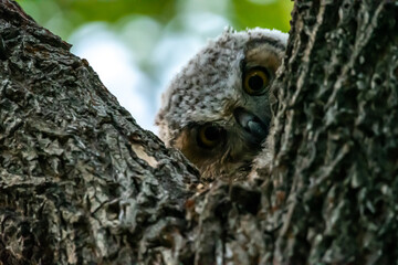 Western Screech Owl near Mount Pleasant City, Utah