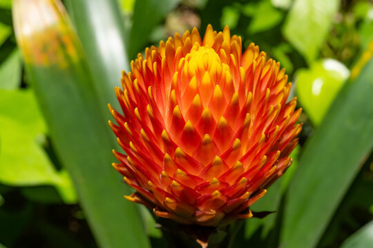 beautiful blooming Guzmania conifera close up