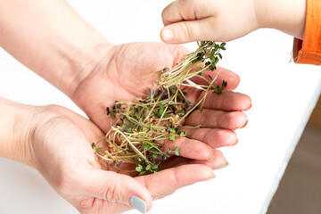 The childs hand takes the freshly plucked microgreens from the mothers hands.