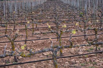 vineyard of the Cap de Barberia winery, Formentera, Pitiusas Islands, Balearic Community, Spain