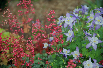 Beautiful coral bells and delicate aquilegia flowers in the garden