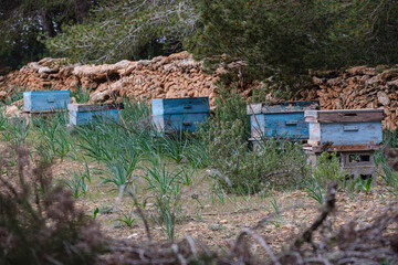 honeycomb, La Mola forest, Formentera, Pitiusas Islands, Balearic Community, Spain