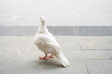 a domestic white pigeon standing on the floor horizontal composition