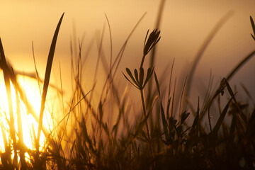 Fototapeta premium Трава в закатных лучах