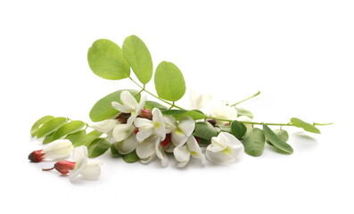 Acacia flowers and leaves (black locust) isolated on white background, Robinia pseudoacacia (White acacia)