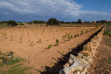 vine strains, Portossaler, Formentera, Pitiusas Islands, Balearic Community, Spain