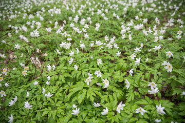 Blooming anemones Asher's anemone -Anemone nemorosa- in spring. Selective focus. Blurred background.