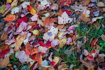 Vibrant autumn foliage forming a colorful cover in the deep wood. Vermont, United States