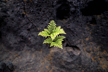 Gewalt der Natur