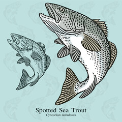 Spotted Sea Trout, Speckled Sea Trout, Weakfish. Vector illustration with refined details and optimized stroke that allows the image to be used in small sizes.