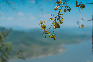 Green leaves of Birch on blue sea background, Spring and summer time