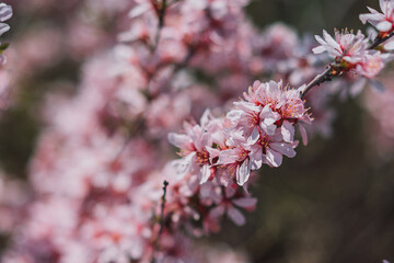 Pink almond bloom, Spring time, Selected focus
