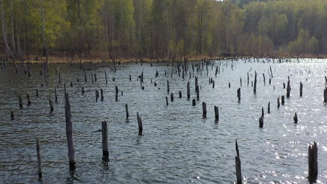 broken trees standing in the water, day, the sun is shining