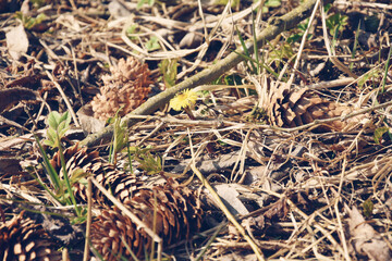 Small yellow spring flower among pinecones