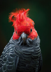 Australian Gang-gang Cockatoo, adult male © David