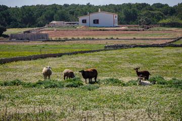 goats under a fig tree, Formentera, Pitiusas Islands, Balearic Community, Spain