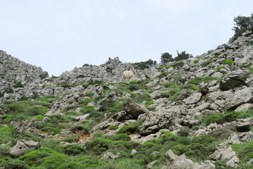 Fototapeta na wymiar Bergwanderung Kreta: Afendis Stavromenos / Afentis 1476m 