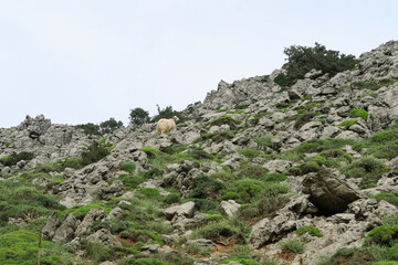 Fototapeta na wymiar Bergwanderung Kreta: Afendis Stavromenos / Afentis 1476m 