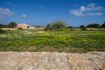 Fototapeta na wymiar green route on La Mola, Formentera, Pitiusas Islands, Balearic Community, Spain