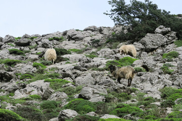 Obraz premium Bergwanderung Kreta: Afendis Stavromenos / Afentis 1476m 