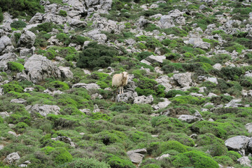 Typisch Kreta am Afendis Stavromenos  bei Melisses