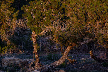 Formentera, Pitiusas Islands, Balearic Community, Spain