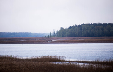 lake with reeds and forest in the distance on a foggy spring morning