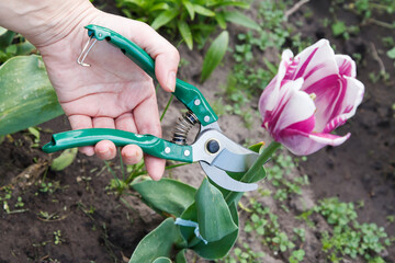Female gardener with pruner shearing a tulip flower.