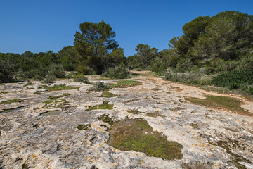 natural water storage pool, Cap de Barbaria, Formentera, Pitiusas Islands, Balearic Community, Spain