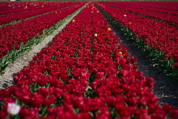 Tulips in the light of summer