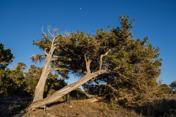 Ses Salines d’Eivissa i Formentera Natural Park, Formentera, Pitiusas Islands, Balearic...